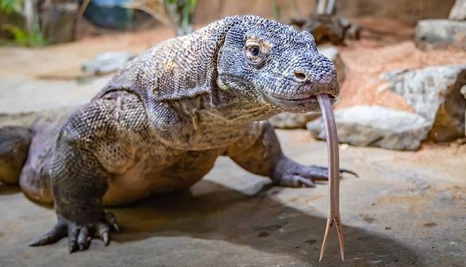 도마뱀의 제왕으로 '용'이라고 불리는 코모도왕도마뱀./Nashville Zoo