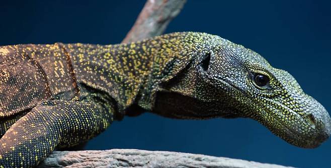 왕도마뱀의 한 종류인 악어왕도마뱀./Oregon Zoo