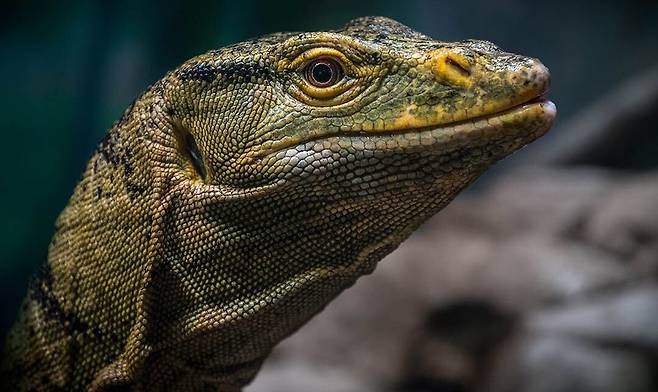 왕도마뱀류 중에 드물게 초식을 하는 그레이 왕도마뱀./Los Angeles and Botanical Gardens