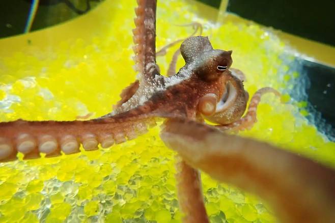 문어는 실제 다리 위에 놓인 가짜 다리를 자기 몸으로 착각한다./일 류큐대