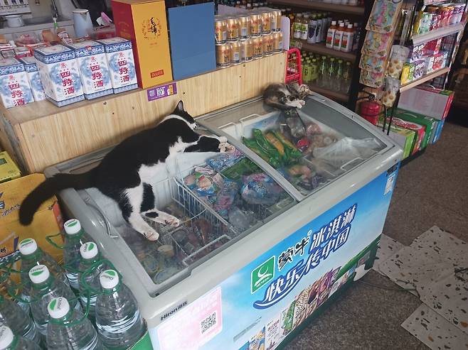 1000014637.jpg 팔자 좋다