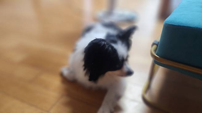 우리집 강아지 좀 봐주십시오