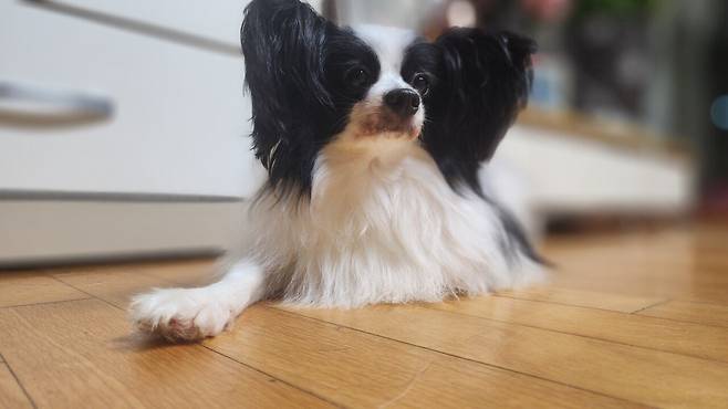 우리집 강아지 좀 봐주십시오