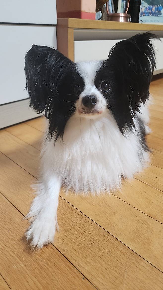 우리집 강아지 좀 봐주십시오