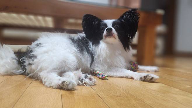 우리집 강아지 좀 봐주십시오