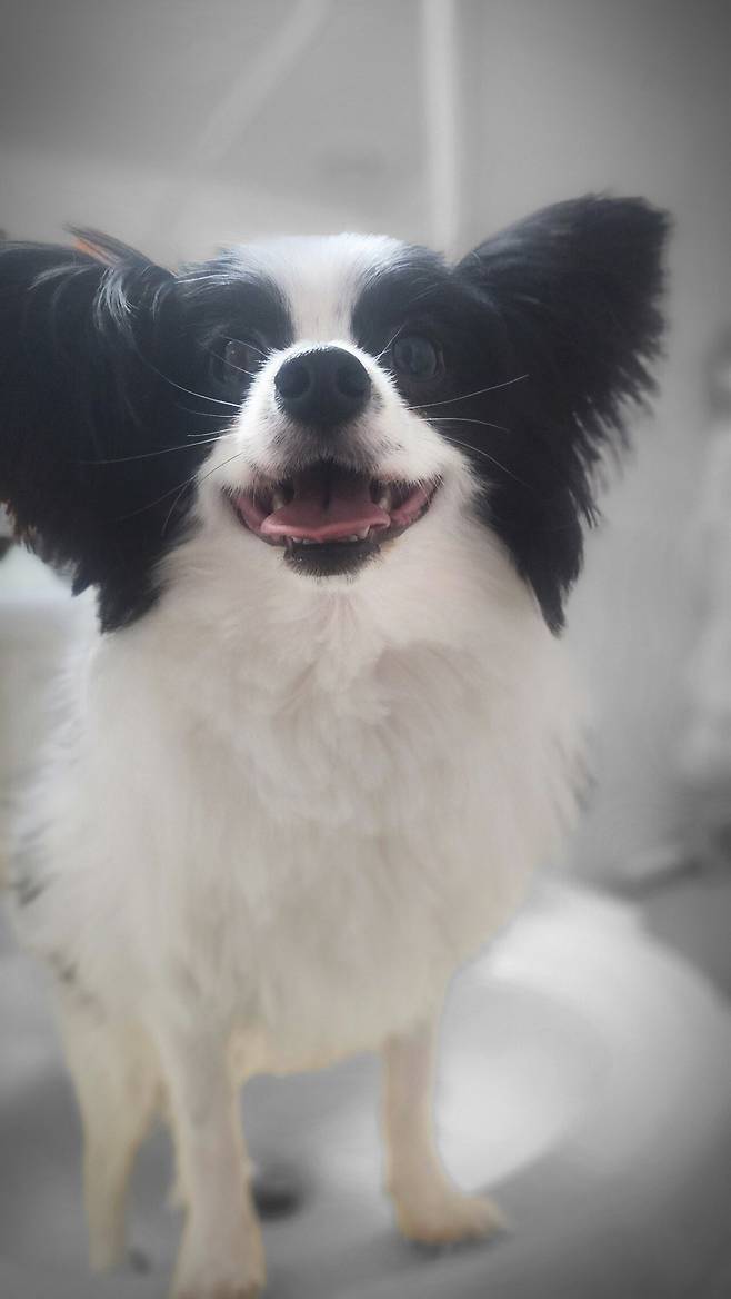 우리집 강아지 좀 봐주십시오