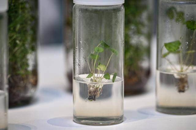 김연준 파이토리서치 대표는 생명공학기술과 사물인터넷을 이용해 병충해를 이겨내는 무병묘를 배양한다. 무병묘는 식물의 생장점을 미세하게 잘라 세균 감염억제기술이 적용된 무균상태의 용기에서 배양해 6개월 동안 기르는 과정을 거친다. 남동균 인턴기자