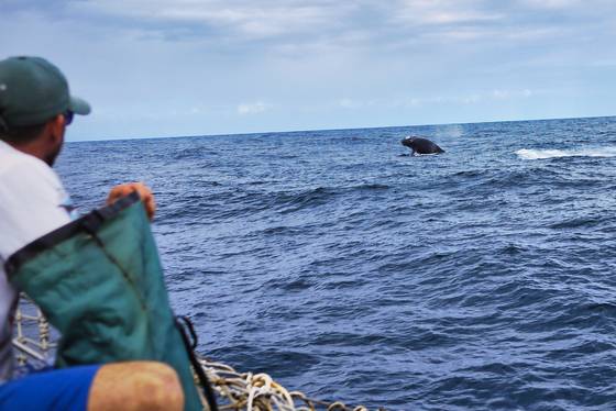 사우바도르 앞바다에서 혹등고래를 만났다. 출산을 앞두고 연안으로 돌아오는 7~10월이 관찰하기 좋다.