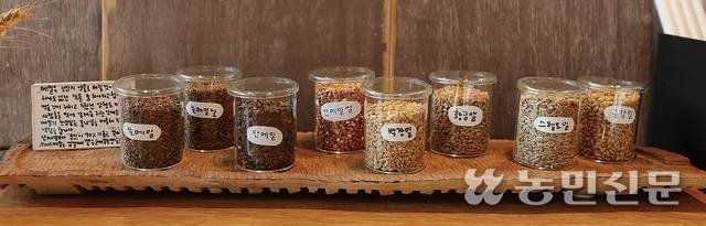 다양한 품종의 메밀과 밀을 전시한 모습. 맨 왼쪽이 브레드메밀에서 주로 쓰는 쓴메밀이다.