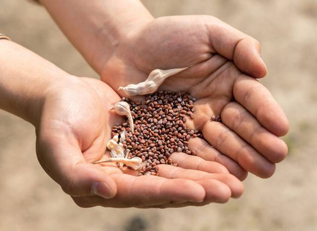 잘 만든 종자 하나가 연간 1억 5000만~3억 원의 안정적인 수익을 보장하기도 한다.