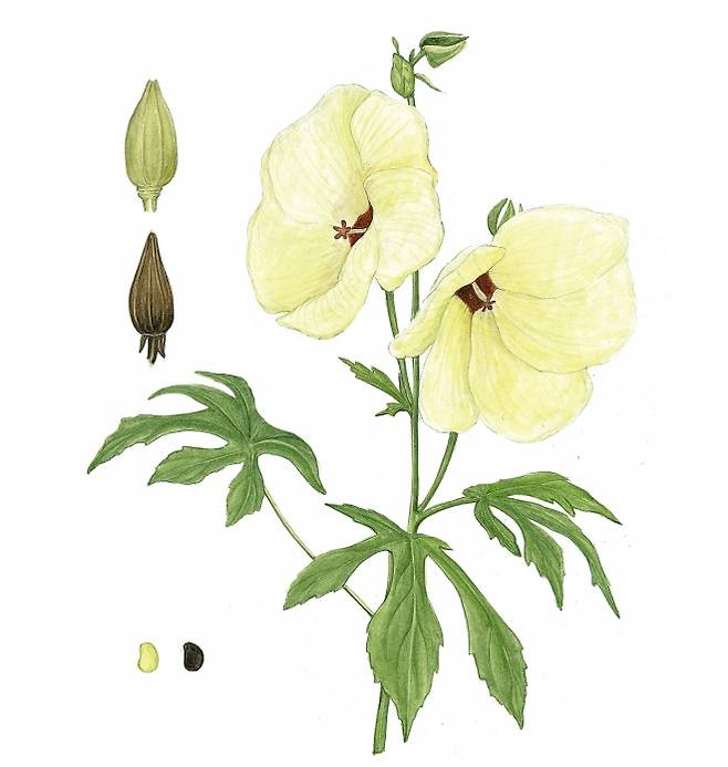 황촉규라고도 불리는 닥풀. 뿌리에 점액질이 많아 접착력이 높기 때문에 닥나무와 함께 한지의 재료로 쓰여 왔다.