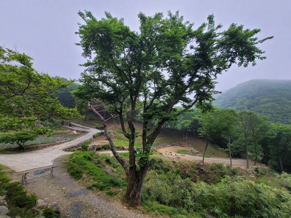 양산시 하북면 용연리 천성산 내원사 조계암 일원에 있는 수령 약 300년 된 산뽕나무. /경남도