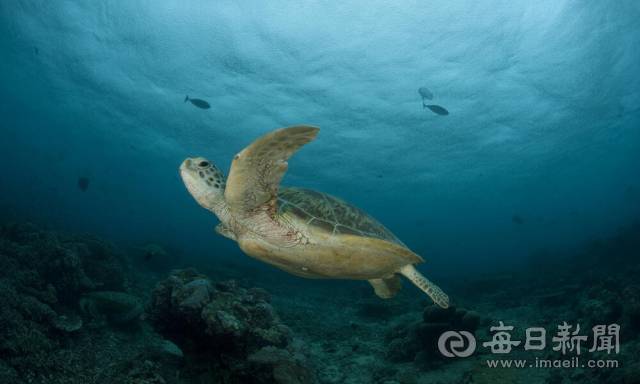 멸종위기동물인 푸른바다거북. 포항시 제공