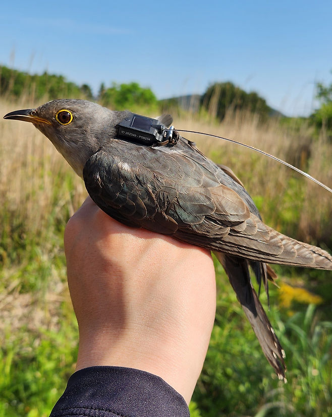 지난해 제주에서 출발한 두견이. / 국립생물자원관