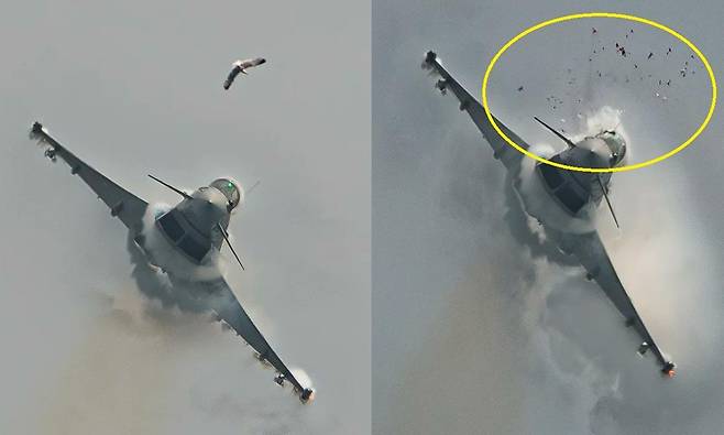 갈매기와 부딪혀 조종석 유리창이 파괴된 스페인 공군 소속 유로파이터 타이푼(Eurofighter typhoon) 전투기. 하이베르 알론소 데 메디아 살게로 SNS