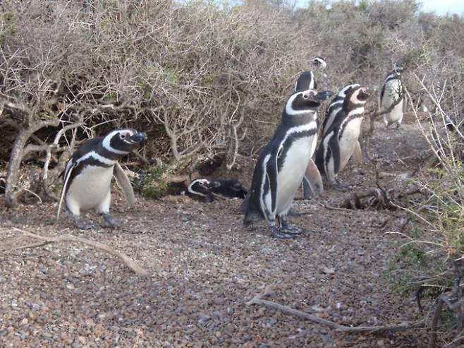 긴 항해 후 서식지에 모여 있는 마젤란펭귄. 로리 윌슨 영국 스완지대 교수&nbsp;제공