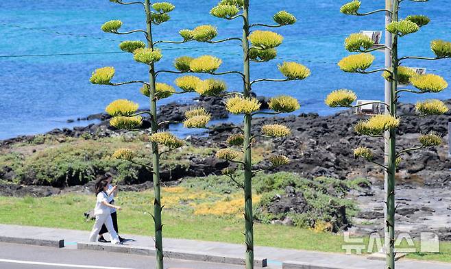 [제주=뉴시스] 우장호 기자 = 폭염이 기승을 부리는 24일 오후 제주시 용담해안도로변의 한 카페 정원에서 '100년에 한 번 꽃을 피운다'는 용설란(龍舌蘭)이 피어나 시선을 사로잡고 있다.용설란은 잎의 모양이 용의 혀를 닮았다 하여 붙여진 이름으로 멕시코 원산으로 주로 사막지역에 자생한다. 주로 관상용이나 잎은 약용하기도 하며, 제주에서는 과수원 둘레나 텃밭·집 주위에서 흔히 볼 수 있다. 2025.07.24. woo1223@newsis.com