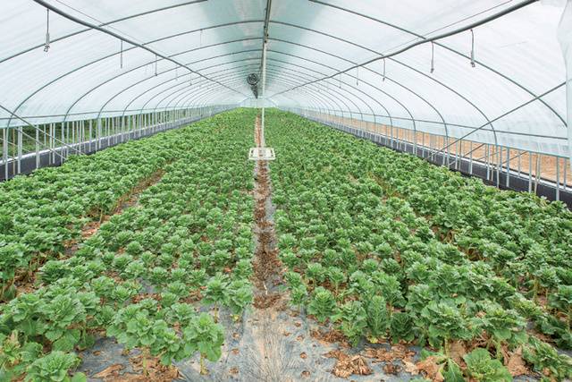 이 대표가 시설 하우스에서 재배 중인 상추.