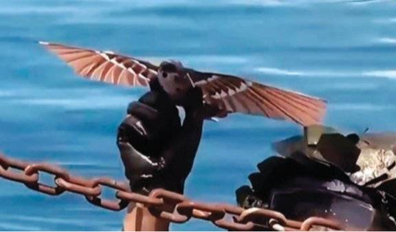 최근 중국 해군이&nbsp;도입한 비둘기&nbsp;형태의 드론. 중국 CCTV 캡처