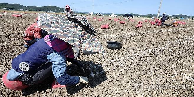 외국인 계절 근로자 [연합뉴스 자료사진]