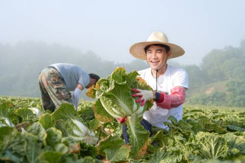 ◇김진태 강원특별자치도지사는 25일 평창 고랭지 배추밭에서 배추 농사를 짓는 농업인들과 함께 수확작업을 하며 작황을 점검했다.
