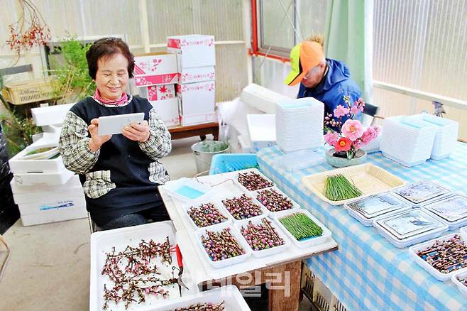 ICT를 활용해 나뭇잎 생산량을 확인하고 있는 가미카쓰초의 노인(사진=주식회사 이로도리)