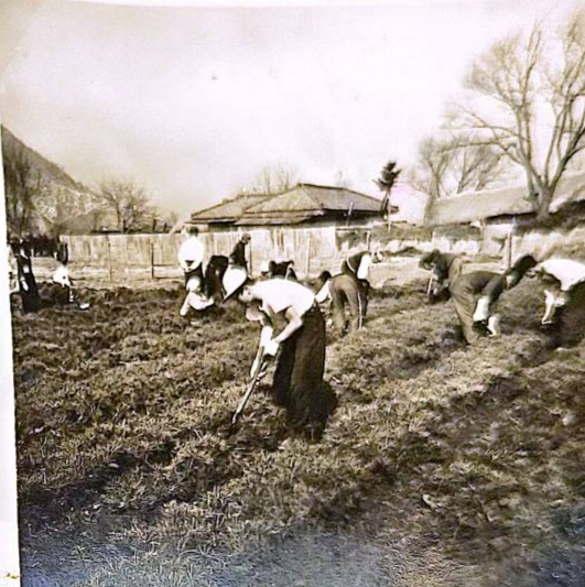 ▲ 1960년대 이영상씨의 선친 이흥수씨가 운영하던 춘천 양묘장과 직원들의 모습. 이영상 전 춘천시 노인회 수석부회장 제공