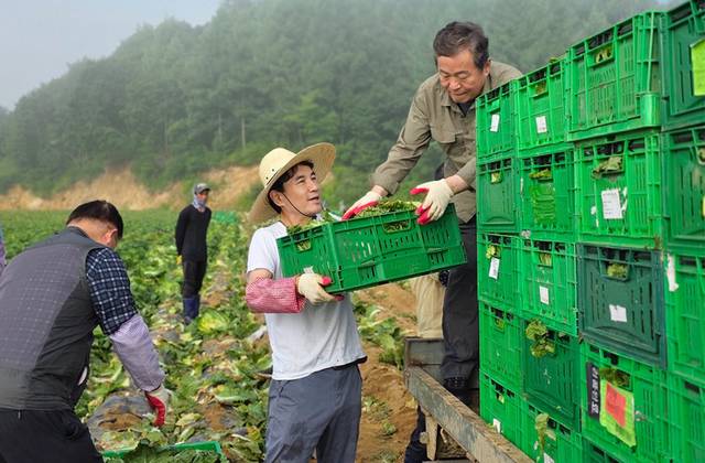 ▲ 김진태 강원도지사는 25일 평창 고랭지 배추밭을 찾아 수확 작업에 직접 참여하고 농업인들과 소통했다. 도 제공