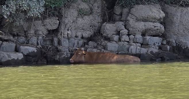 산청에서 떠내려온 것으로 추정되는 소가 6일 만에 16㎞ 떨어진 진주에서 발견돼 구조됐다. 25일 진주 남강댐 진양호 일대 한 절벽 아래에서 발견된 소의 모습./사진=뉴시스(독자 제공)