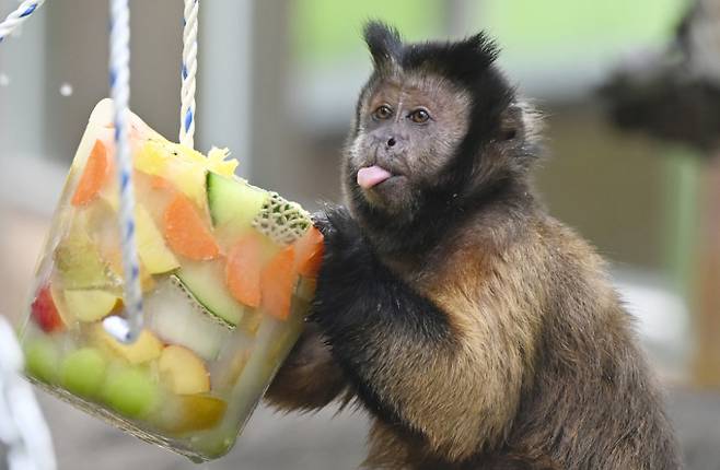 "천상의 맛이 이런걸까". 2일 광주 북구 우치공원 동물원에서 갈색꼬리감는원숭이가 얼린 과일을 먹으며 더위를 식히고 있다. /사진=뉴시스