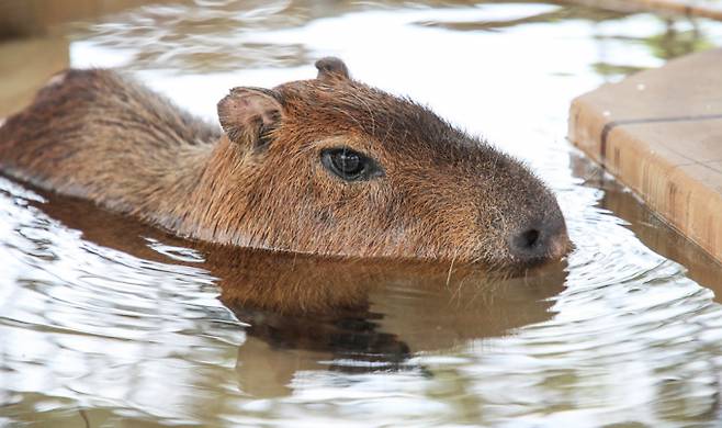"물속이 제일이야". 9일 제주 서귀포시 안덕면 신화월드 테마파크 내 모모쥬 동물원에서 카피바라가 물 속에 들어가 더위를 식히고 있다. /사진=뉴시스