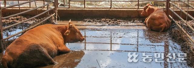 경남 산청군 신안면 청현리 한우농가 성환생씨는 최근 집중호우로 축사가 침수 피해를 봤다. 축사 바닥에 분뇨가 섞인 흙탕물이 들어차 있다.