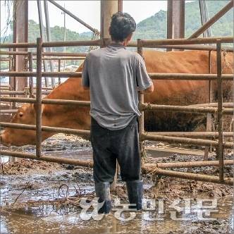 성씨의 종아리 높이까지 물이 흥건한 축사 내부 모습.