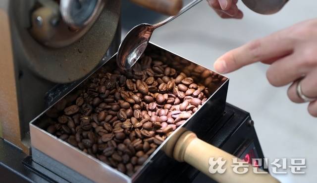 로스팅 단계 중 약강배전으로 만든 엘살바도르산 원두. 원두끼리 열이 전달되지 않도록 숟가락으로 살살 저으며 식힌다.