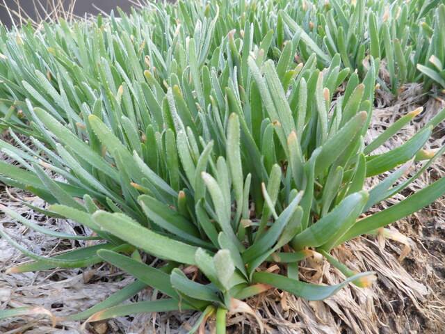 두메부추. 농민신문DB