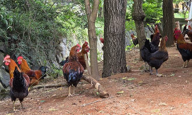 21일 전북 부안 농가를 돌아다니는 우리맛닭 모습. 붉은 볏, 검은색과 갈색 깃털이 섞인 것이 특징이다. 부안=채명준 기자
