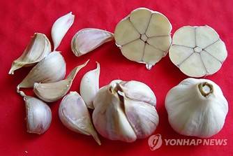 마늘 연합뉴스 자료사진
