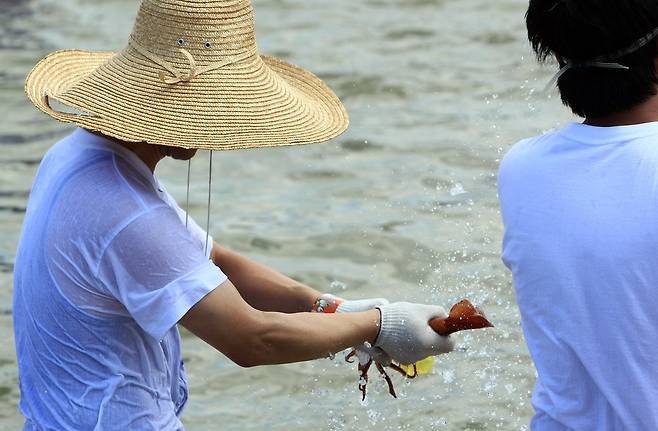 "바닷속 오징어를 잡아라" [연합뉴스 자료사진]