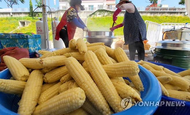 축제장에 나온 홍천 찰옥수수 [연합뉴스 자료사진]