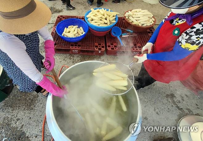'찐 옥수수가 맛나요' [연합뉴스 자료사진]