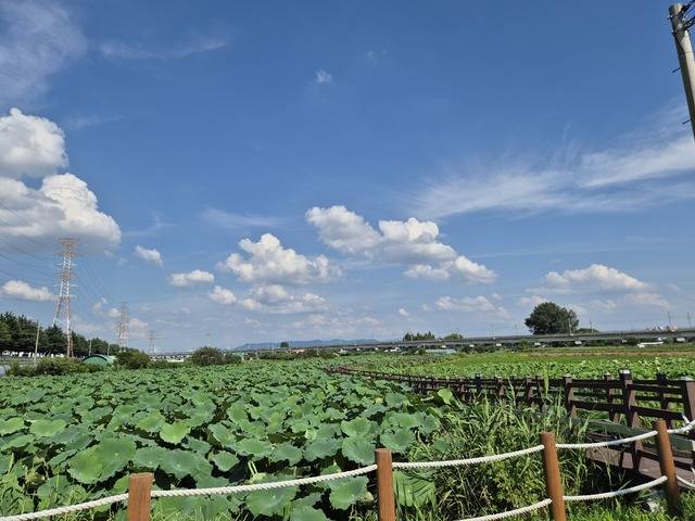 연꽃단지는 가남지, 점새늪, 안심습지, 천천둘레길 이렇게 네 구간으로 나뉘며 총 약 13km의 코스를 완주하는 데는 3시간 정도 걸린다. 권예인 인턴