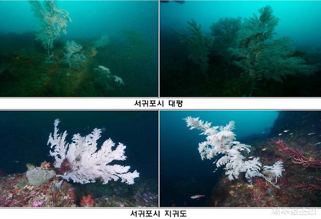 제주 연산호 군락 모습. 용역 결과 갈무리.