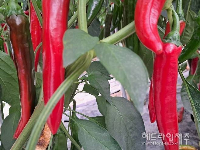 주렁주렁 우영팟 고추.