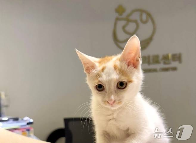 원헬스동물의료센터가 국제고양이의학협회(ISFM) 고양이 친화 동물병원 골드 레벨 인증을 획득했다(동물병원 제공). ⓒ 뉴스1