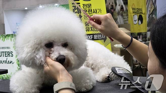 26일 구미코에서 열린 대한민국 펫캉스에서 펫미용 부스에서 반려견 미용을 하고 있다. 펫캉스는 오는 27일까지 열린다. 2025.7.26/뉴스1 ⓒ News1 정우용 기자