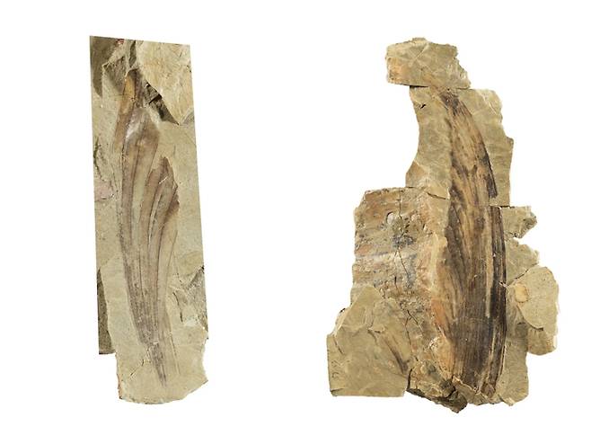 독일 슈투트가르트 국립 자연사 박물관에 있는 '미라사우라 그라우보겔리' 화석. 사진=Stephan Spiekman