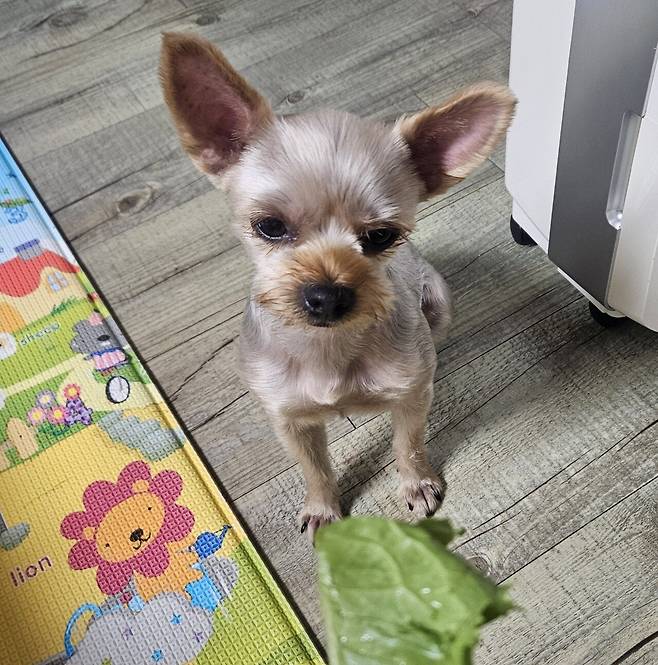 20250725_215020.jpg 저녁 돼지목살 구워 한잔