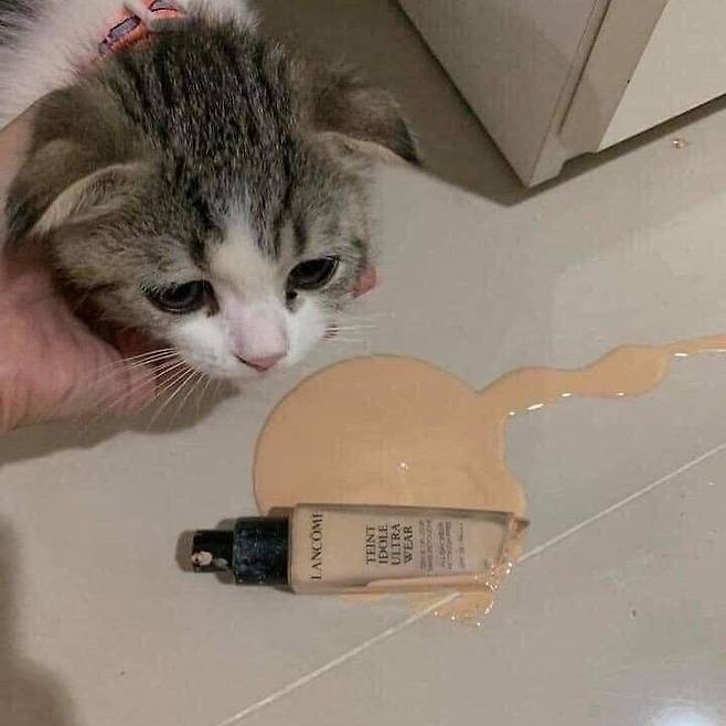 행복한 시간을 보낸 고양이들.jpg
