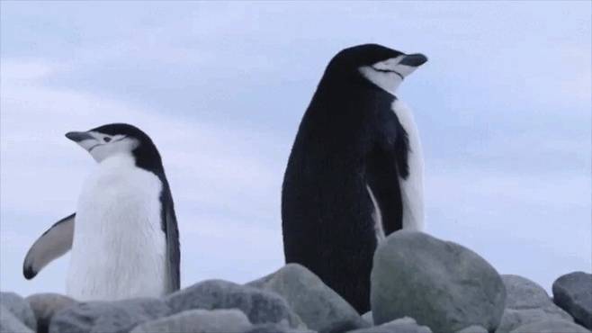 턱끈펭귄의 수면 지속 시간은 단 4초. 10초를 넘는 경우가 거의 없었다. 이원영 제공