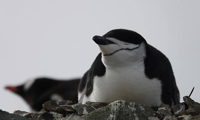 턱끈펭귄을 눈을 감은 모습. 이원영 제공
